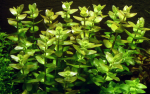 Bacopa caroliniana - Großes Fettblatt